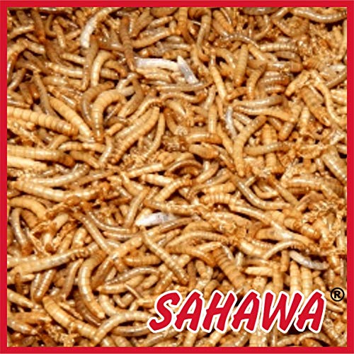 SAHAWA Lebendfutter Mehlwürmer lebend 500g + Geschenk gratis, lebende Futtertiere,Vogelfutter, Nagerfutter, Reptilienfutter, Mehlwürmer, Heuschrecken, Heimchen, Grillen